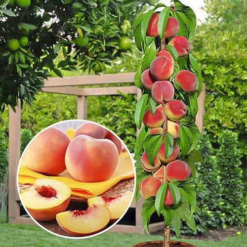 Pêcher colonnaire Honey interface.image 1 interface.art 1913