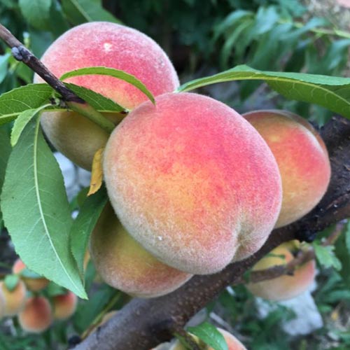 Pêcher Haly Gali interface.image 1 interface.art 7992