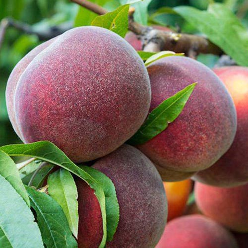 Pêcher Kingpart, С2 interface.image 1 interface.art 7991