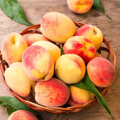 Pêcher Lolita, C2 interface.image 1 interface.art 9677