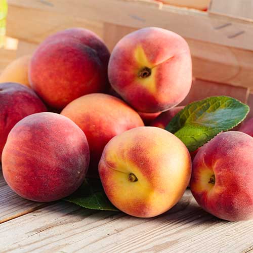 Pêcher Romeo, C2 interface.image 1 interface.art 9678