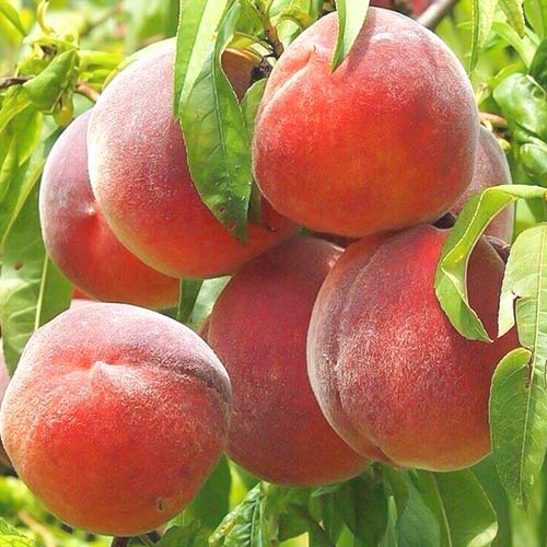 Pêcher Royal Summer, С2 interface.image 1 interface.art 6940