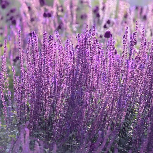 Perovskia atriplicifolia Little Spire, С2 interface.image 1 interface.art 7794