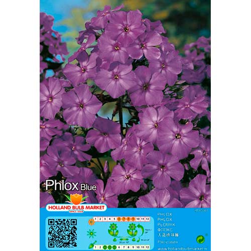Phlox Blue interface.image 1 interface.art 76489