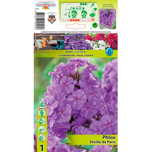 Phlox Paniculata Etoille de Paris interface.image 1 interface.art 76347