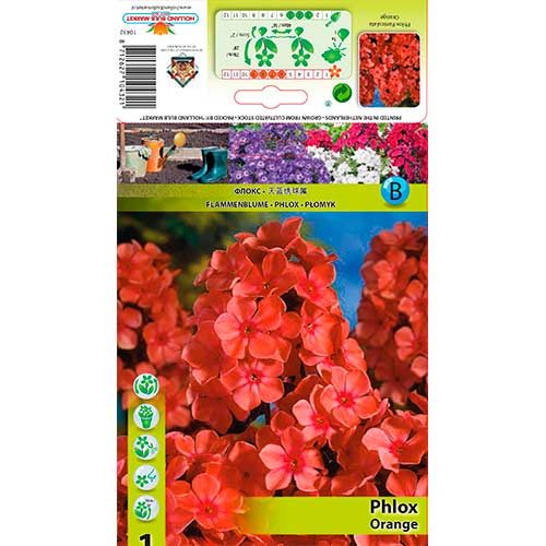 Phlox Paniculata Orange interface.image 1 interface.art 76617