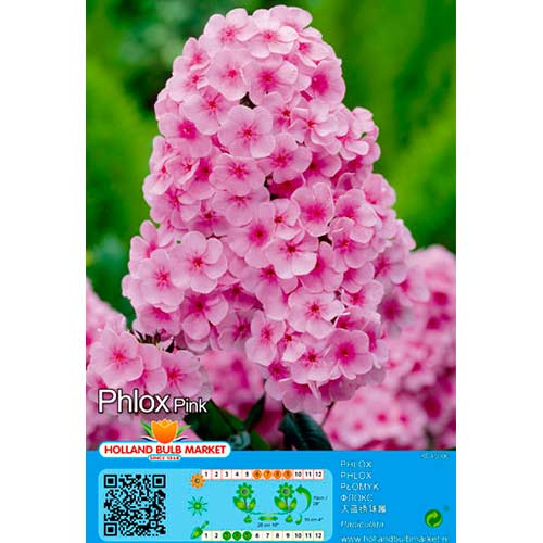 Phlox Pink interface.image 1 interface.art 76493