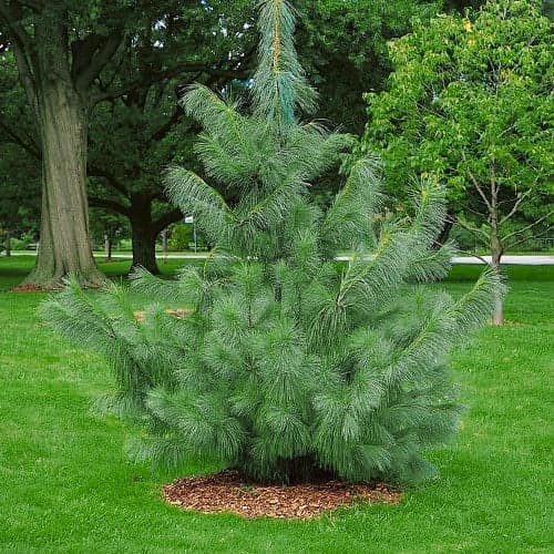 Pin de l'Himalaya, Р9 interface.image 1 interface.art 9409