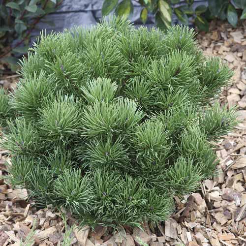 Pin mugo Pumillio, C2 interface.image 1 interface.art 7748