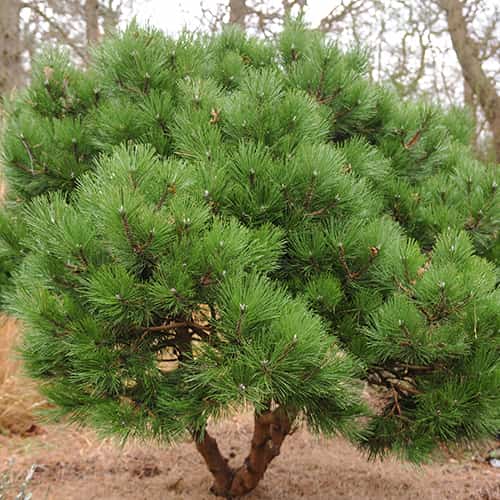 Pin noir, C2 interface.image 1 interface.art 9689