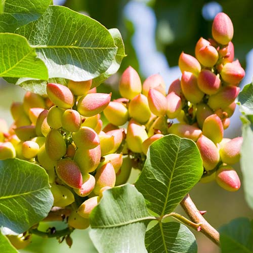 Pistache Pontekes, С2 interface.image 1 interface.art 6942