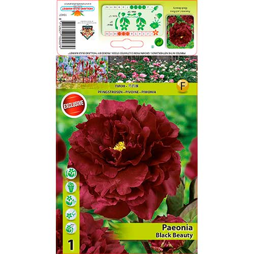 Pivoine Black Beauty interface.image 1 interface.art 76335