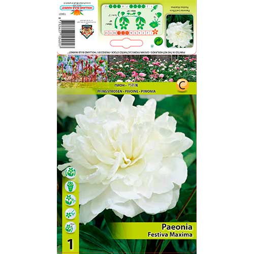 Pivoine Festiva Maxima interface.image 1 interface.art 76337