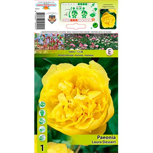 Pivoine Laura Dessert interface.image 1 interface.art 76614