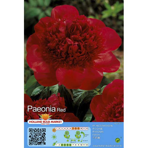 Pivoine Red interface.image 1 interface.art 76486