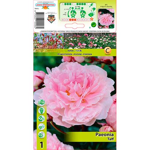 Pivoine Taff interface.image 1 interface.art 76341