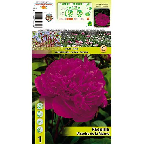 Pivoine Victoire de La Marne interface.image 1 interface.art 70445