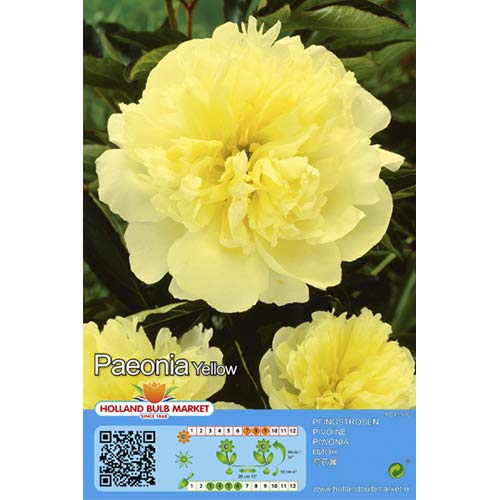 Pivoine Yellow interface.image 1 interface.art 76488