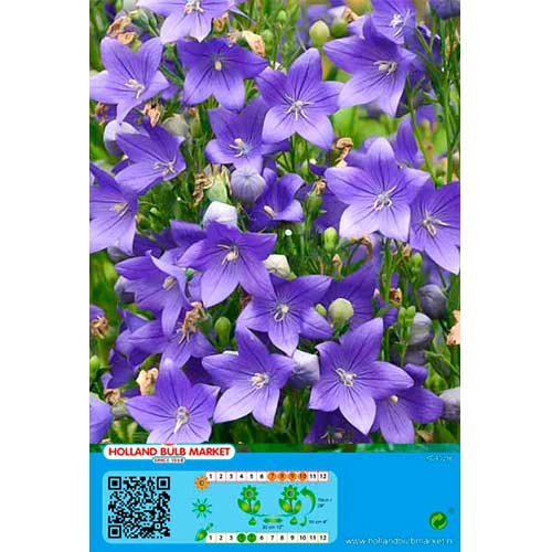 Platycodon Blue interface.image 1 interface.art 76497