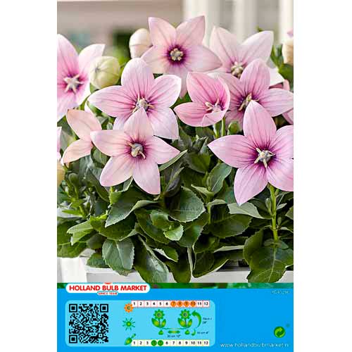 Platycodon Pink interface.image 1 interface.art 76498