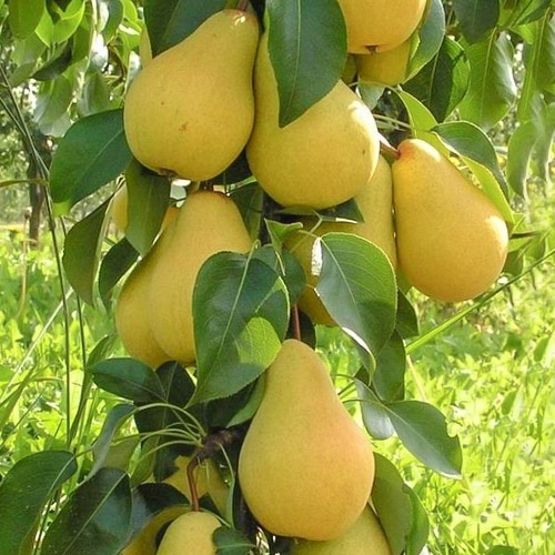 Poirier colonnaire Decora interface.image 1 interface.art 1905