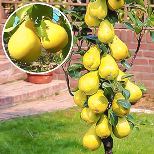 Poirier colonnaire Saphira interface.image 1 interface.art 1941