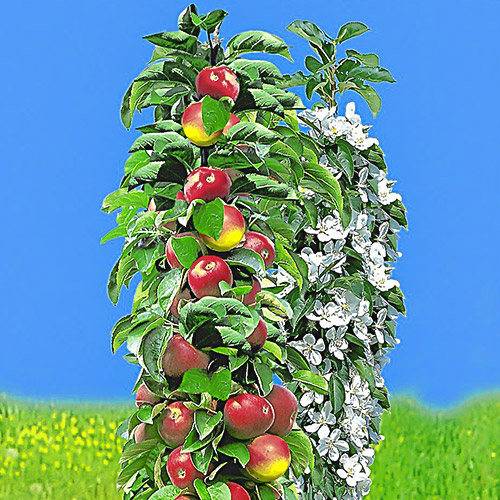 Pommier colonnaire précoce interface.image 1 interface.art 1932