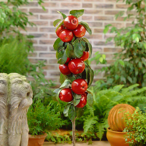 Pommier colonnaire Red River interface.image 1 interface.art 1951