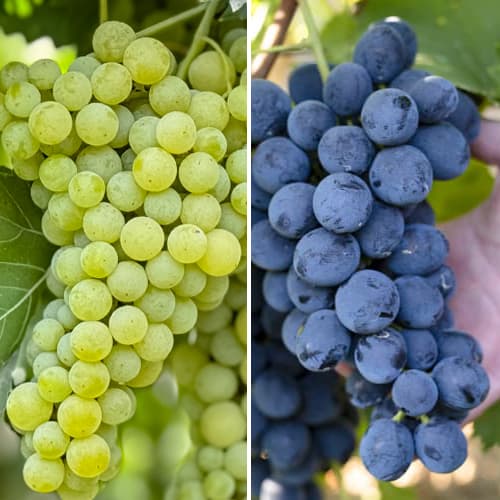 Promo Set! Jeu de vignes super rustiques, 2 plants interface.image 1 interface.art 6167