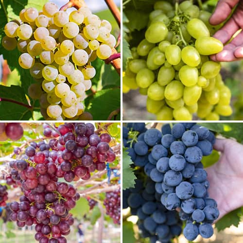 Promo Set! Vigne sorbet de raisin, 4 plants interface.image 1 interface.art 6166