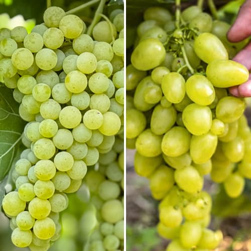 Promo Set! Vigne supérieure, 2 plants interface.image 1 interface.art 6168