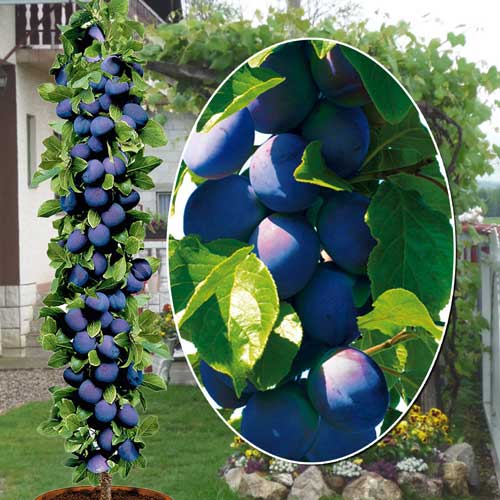 Prunier colonnaire Fruca interface.image 1 interface.art 1945