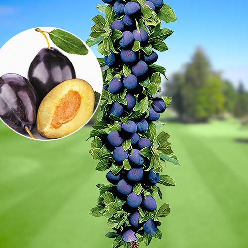 Prunier colonnaire Imperial interface.image 1 interface.art 1917