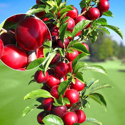 Prunier colonnaire Rubin interface.image 1 interface.art 1919