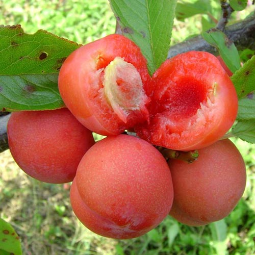 Prunier Jamaica, С2 interface.image 1 interface.art 4309