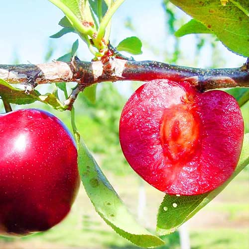 Prunier Red Lure, С2 interface.image 1 interface.art 4311