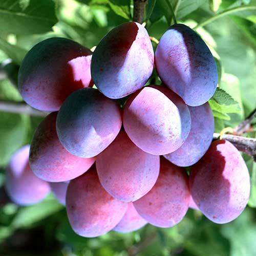 Prunier Stanley, С2 interface.image 1 interface.art 4314