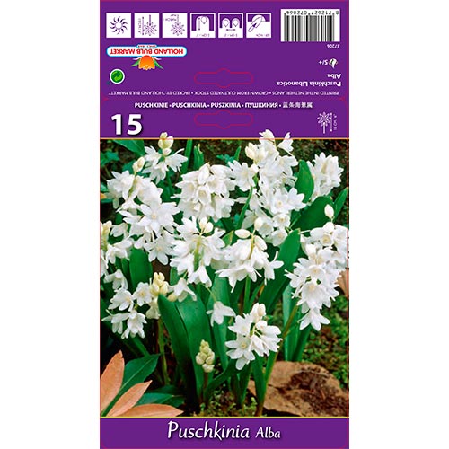 Puschkinia Libanotica Alba interface.image 1 interface.art 67444