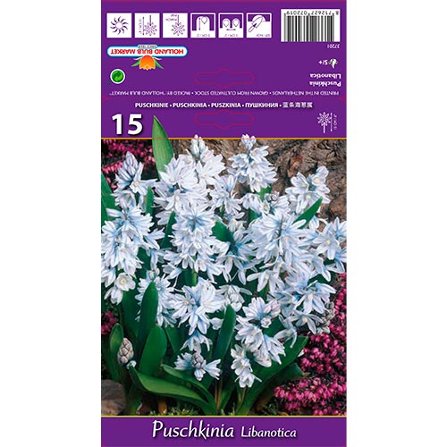 Puschkinia Libanotica interface.image 1 interface.art 67677