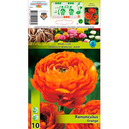 Ranunculus (Bouton d'or de Perse) Orange interface.image 1 interface.art 76357