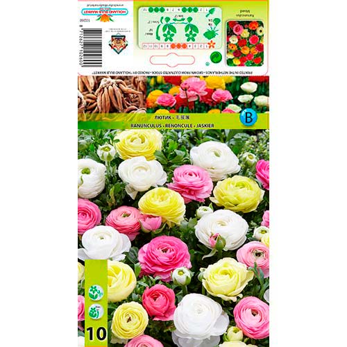 Ranunculus (Bouton d'or de Perse) Pastel Mixed interface.image 1 interface.art 76356