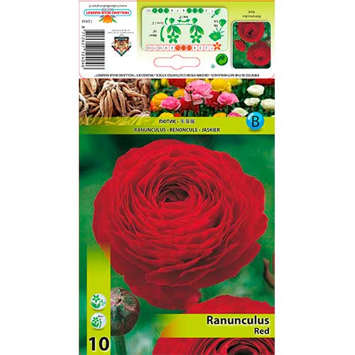 Ranunculus (Bouton d'or de Perse) Red interface.image 1 interface.art 76359
