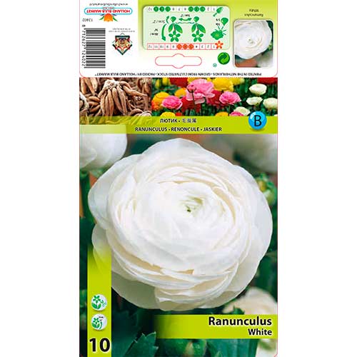 Ranunculus (Bouton d'or de Perse) White interface.image 1 interface.art 76360