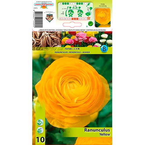 Ranunculus (Bouton d'or de Perse) Yellow interface.image 1 interface.art 76361