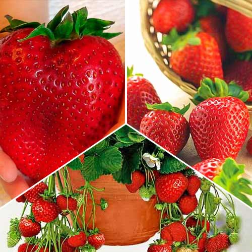 Record de récolte de fraises, 3 variétés interface.image 1 interface.art 5417