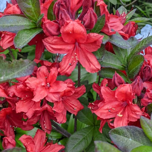 Rhododendron Nabucco, С2 interface.image 1 interface.art 8264