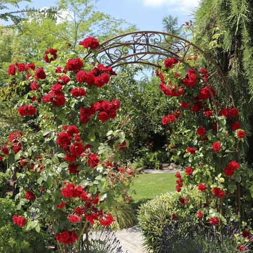 Rosier grimpant Amadeus®, C5 interface.image 1 interface.art 5490