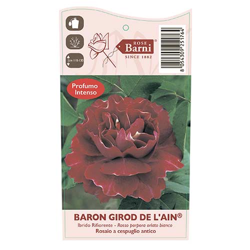 Rosier grimpant Baron Girod De L'ain, C5 interface.image 3 interface.art 6141