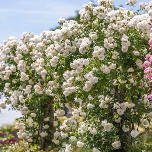 Rosier grimpant Climbing Iceberg, root ball interface.image 1 interface.art 2148