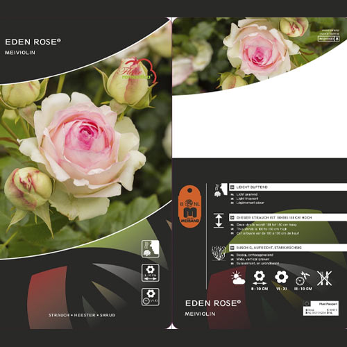 Rosier grimpant Eden Rose®, C3 interface.image 3 interface.art 4559